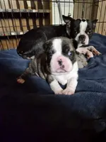 Gordy, a male Frenchton for sale in Aberdeen, WA – 2 of 5