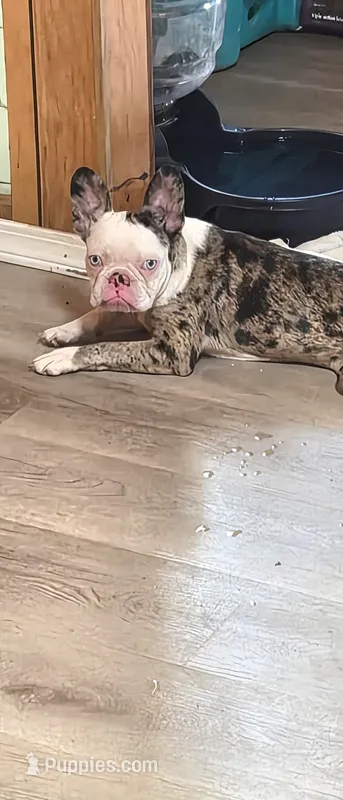Oddie – Frenchton puppy for sale in Aberdeen, WA