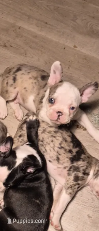 Max – Frenchton puppy for sale in Aberdeen, WA
