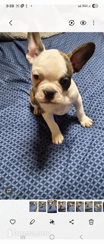 Flip, a male Frenchton for sale in Aberdeen, WA – Photo 1 of 7