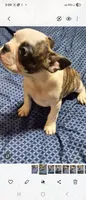 Flip, a male Frenchton for sale in Aberdeen, WA – Photo 2 of 7