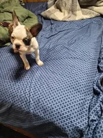 Flip, a male Frenchton for sale in Aberdeen, WA – Photo 6 of 7