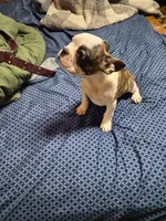 Flip, a male Frenchton for sale in Aberdeen, WA – Photo 7 of 7