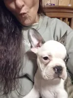 Flip, a male Frenchton for sale in Aberdeen, WA – Photo 4 of 7