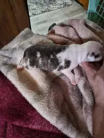 processed/efb832c0-d2cf-461f-b4f2-b23cfe5425f6/listing/5c02d4c5-252b-4945-9e43-d189e902a3da/09ecc76c-851e-4168-8705-843fd275f0f2