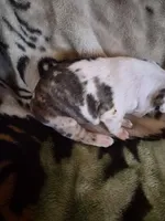 processed/efb832c0-d2cf-461f-b4f2-b23cfe5425f6/listing/5c02d4c5-252b-4945-9e43-d189e902a3da/3d2659ed-47d4-4728-ad7d-27707b9d623e