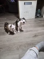 Turbo, a female Frenchton for sale in Aberdeen, WA – Photo 5 of 5