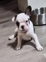 Turbo, a female Frenchton for sale in Aberdeen, WA – Photo 1 of 5