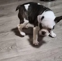 Turbo, a female Frenchton for sale in Aberdeen, WA – Photo 4 of 5