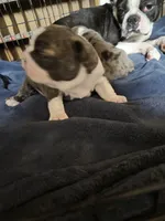 Gordy, a male Frenchton for sale in Aberdeen, WA – 3 of 5