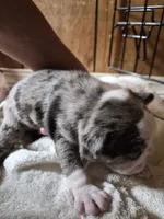 Jerry , a male Frenchton for sale in Aberdeen, WA – 1 of 5