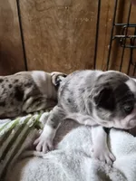 Jerry , a male Frenchton for sale in Aberdeen, WA – 3 of 5