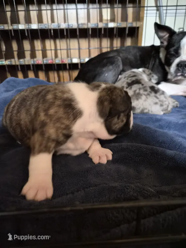 Gordy – Frenchton puppy for sale in Aberdeen, WA