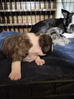 Gordy, a male Frenchton for sale in Aberdeen, WA – 1 of 5