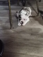 Oddie, a female Frenchton for sale in Aberdeen, WA – 2 of 3