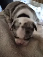 Gretta, a female Frenchton for sale in Aberdeen, WA – 5 of 7