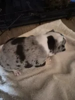 Gretta, a female Frenchton for sale in Aberdeen, WA – 7 of 7