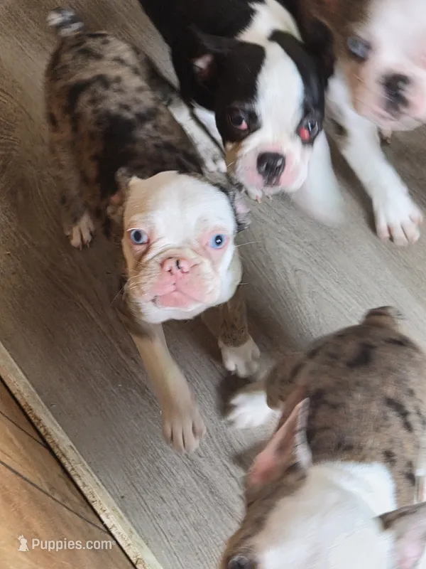 Audie – Frenchton puppy for sale in Aberdeen, WA