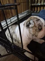 Maybel, a female Frenchton for sale in Aberdeen, WA – 3 of 4