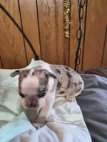 Miny, a female Frenchton for sale in Aberdeen, WA – 2 of 9