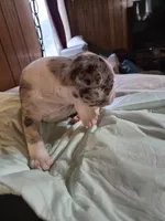 Miny, a female Frenchton for sale in Aberdeen, WA – 3 of 9