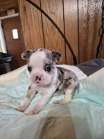 Miny, a female Frenchton for sale in Aberdeen, WA – 1 of 9