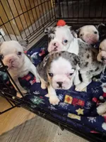 Miny, a female Frenchton for sale in Aberdeen, WA – 6 of 9