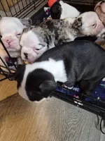 Miny, a female Frenchton for sale in Aberdeen, WA – 9 of 9