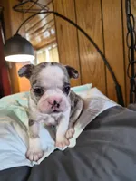 Miny, a female Frenchton for sale in Aberdeen, WA – 4 of 9