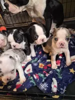 Miny, a female Frenchton for sale in Aberdeen, WA – 8 of 9