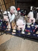Miny, a female Frenchton for sale in Aberdeen, WA – 7 of 9