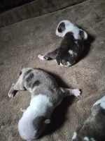 processed/efb832c0-d2cf-461f-b4f2-b23cfe5425f6/listing/a038250f-42bb-43ef-b1c5-f4a9f54d5102/818b707d-424e-47bb-b0e2-4d98e3f42bbc