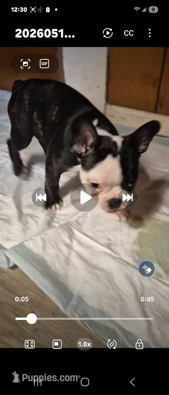 Jax – Frenchton puppy for sale in Aberdeen, WA