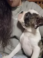 Splatters, a female Frenchton for sale in Aberdeen, WA – Photo 4 of 6