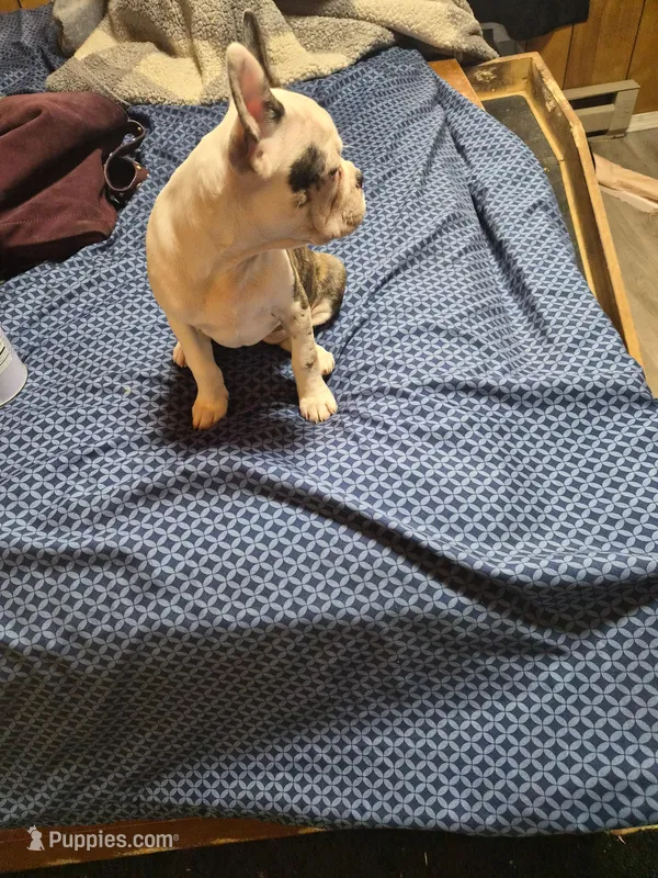 Splatters – Frenchton puppy for sale in Aberdeen, WA