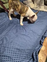 Splatters, a female Frenchton for sale in Aberdeen, WA – Photo 6 of 6