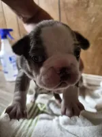 Jerry , a male Frenchton for sale in Aberdeen, WA – 2 of 5