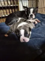 Gordy, a male Frenchton for sale in Aberdeen, WA – 5 of 5
