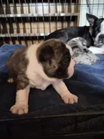 Gordy, a male Frenchton for sale in Aberdeen, WA – 4 of 5