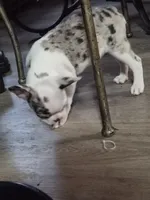 Oddie, a female Frenchton for sale in Aberdeen, WA – 3 of 3