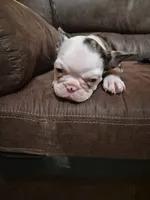 Audie, a  Frenchton for sale in Aberdeen, WA – 5 of 5
