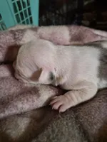 processed/efb832c0-d2cf-461f-b4f2-b23cfe5425f6/listing/c3f5ce0b-b933-46aa-95ec-ef6211cf4276/020d06e6-ca70-48c1-a453-ef2508953be8