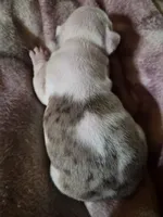 processed/efb832c0-d2cf-461f-b4f2-b23cfe5425f6/listing/c3f5ce0b-b933-46aa-95ec-ef6211cf4276/175278a3-8d65-482a-942e-b58e03a36390