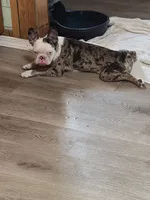 Oddie, a female Frenchton for sale in Aberdeen, WA – 5 of 7