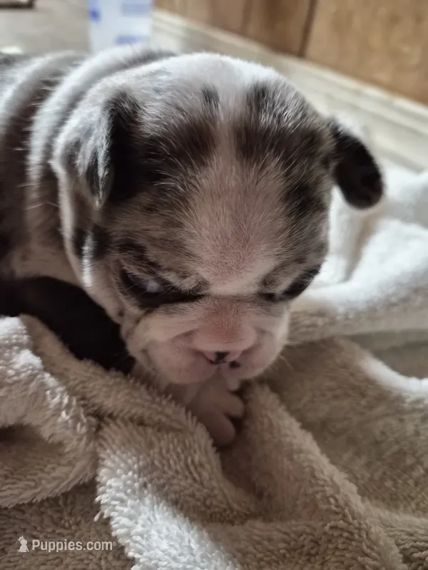 Gretta – Frenchton puppy for sale in Aberdeen, WA