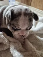 Gretta, a female Frenchton for sale in Aberdeen, WA – 1 of 7