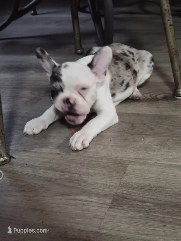 Oddie – Frenchton puppy for sale in Aberdeen, WA