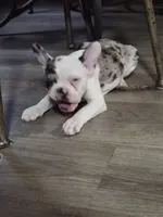 Oddie, a female Frenchton for sale in Aberdeen, WA – 1 of 3