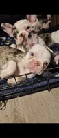 Audie, a  Frenchton for sale in Aberdeen, WA – 2 of 5