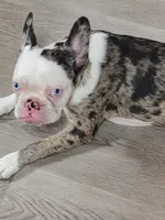 Oddie, a female Frenchton for sale in Aberdeen, WA – 7 of 7